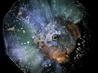 Illustration for article titled La belleza de las balas disparadas sobre plexiglás